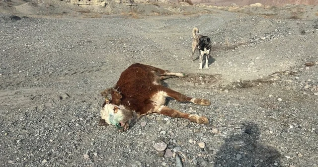 Erzincan da tehlikeli sorumsuzluk: Şaplı hayvanlar meraya atıldı Erzincan Haberleri