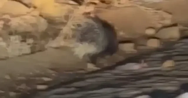 Yüksekova da nadir görülen Hint oklu kirpi görüntülendi VİDEO İZLE