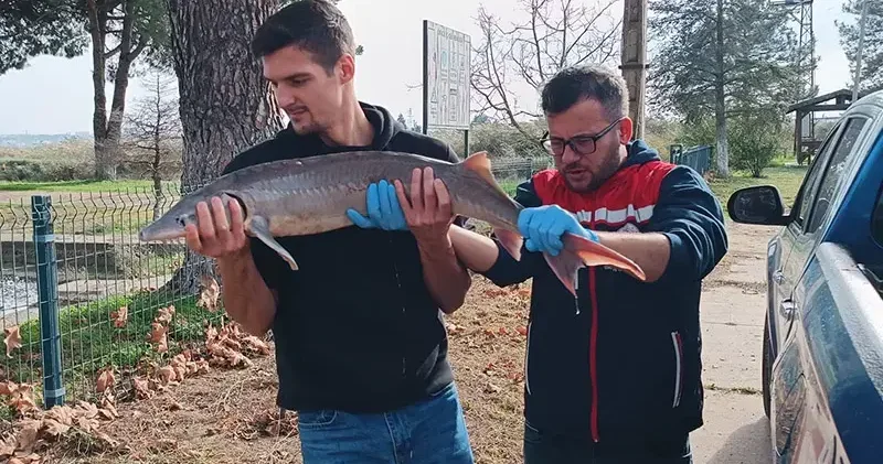 Ağlarına takılan nesli tükenme tehlikesindeki ‘mersin balığı’nı yetkilere teslim etti