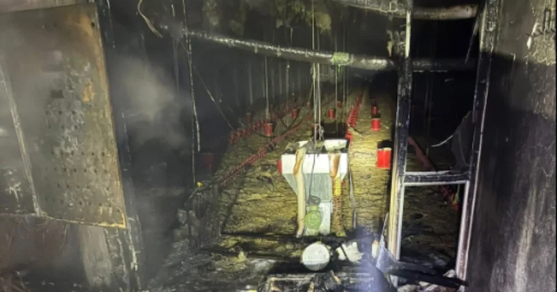 Balıkesir de tavuk çiftliğinde çıkan yangında 5 bin civciv öldü Sözcü Gazetesi