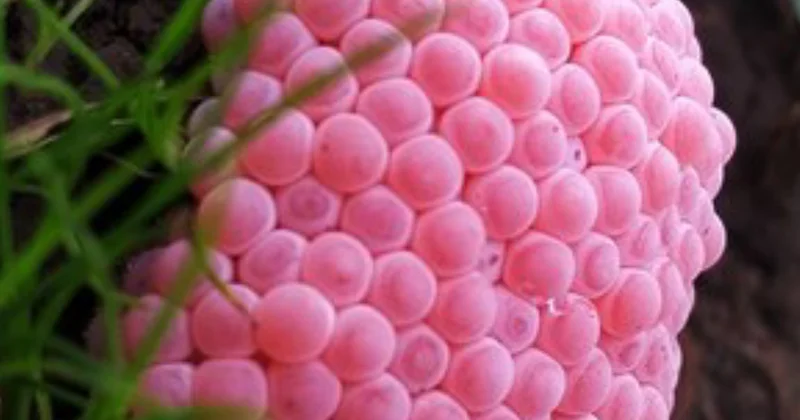 Kırmızı yumurtaları gördüğünüz yerde hemen patlatın: Uyarı Sözcü Gazetesi