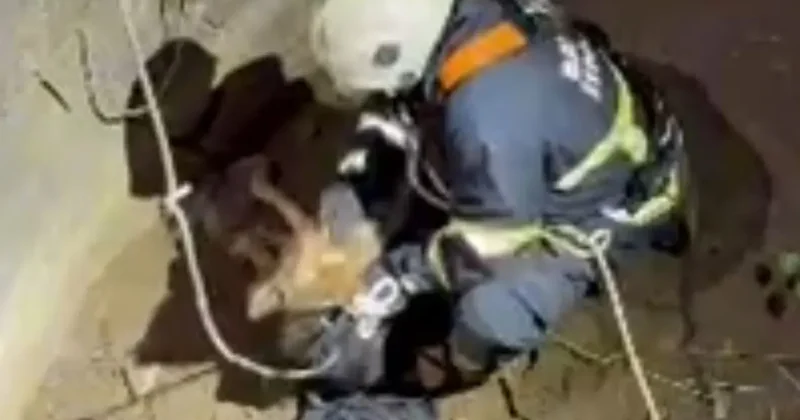 Su kuyusuna düşen çakal kurtarıldı