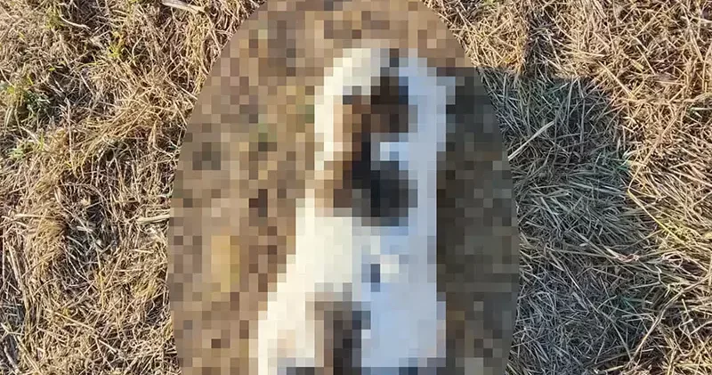 Mersin de kedinin işkenceyle öldürüldüğü iddiasına soruşturma