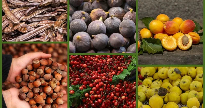 Türkiye tarımda 7 üründe dünya lideri oldu