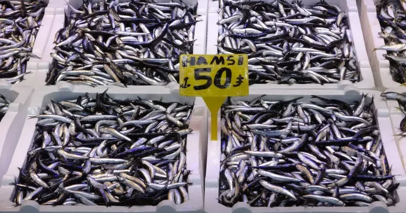 Son 35 yılın en bereketli hamsi sezonu