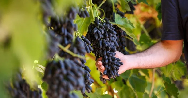 Şarap Bayramı Agos