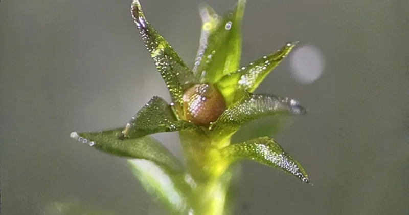 Yosun tohumları 9 ay boyunca uzay boşluğuna dayandı