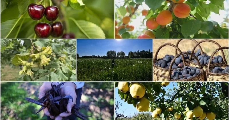 Türkiye İtalya ve Çin i büyük farkla geride bıraktı: 7 üründe dünya lideri oldu Sözcü Gazetesi