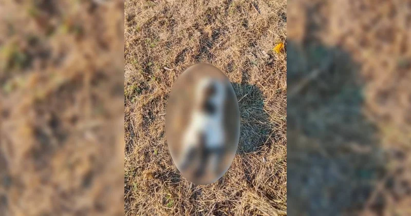 Doğa düşmanları her yerde! Mersin de kediyi işkenceyle öldürdüler