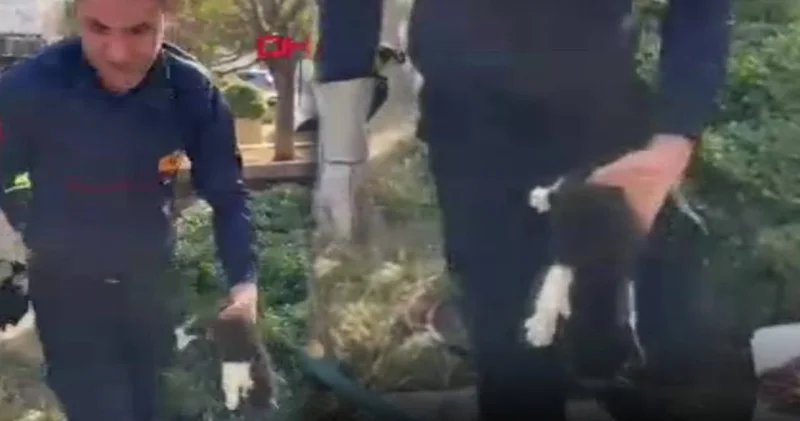Mahsur kalan yavru kediyi el birliğiyle kurtardılar!
