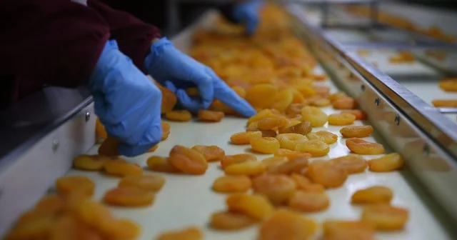 Zirai donun vurduğu coğrafi işaretli Malatya kayısısında hedef 300 milyon dolar gelir Malatya Haberleri