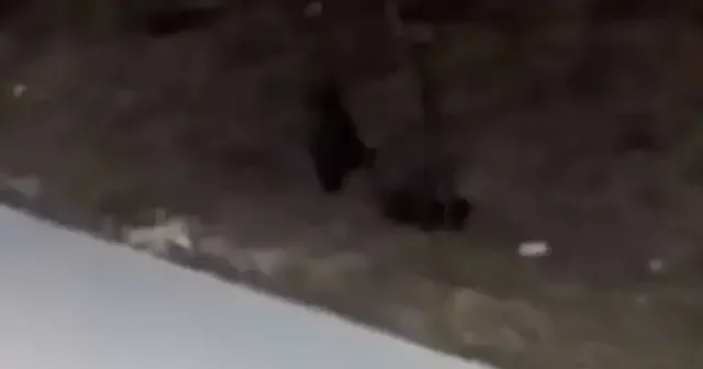 Bolu da aç kalan domuz sürüleri üniversite kampüsüne indi VİDEO İZLE