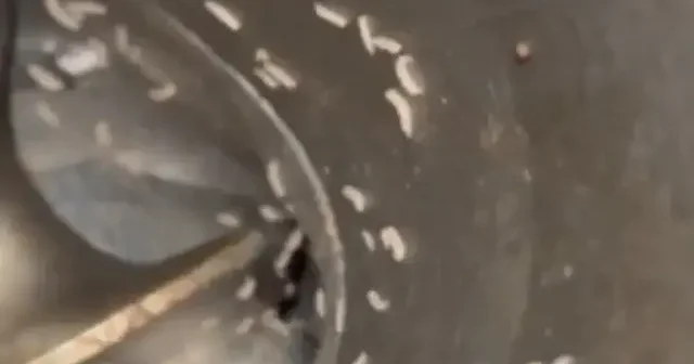 Çanakkale de hijyen şartlarına uymayan şarküteriye 42 bin lira para cezası kesildi VİDEO İZLE