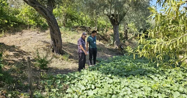 Bodrum da zeytin hasadı başladı Muğla Haberleri