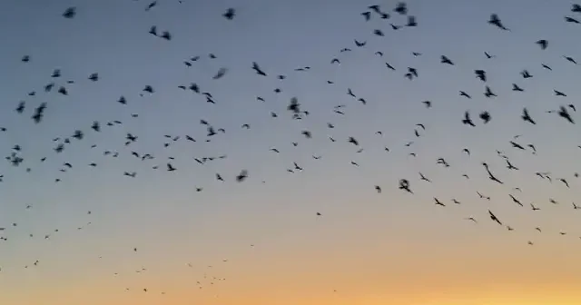 Yenice ormanları sonbaharda renk cümbüşüne büründü VİDEO İZLE