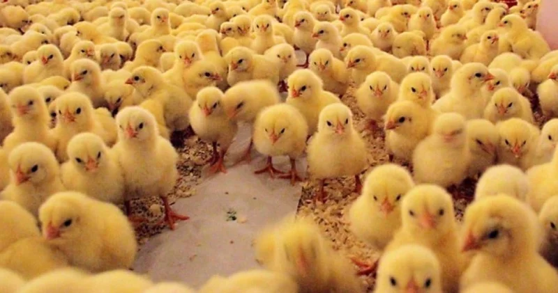 Tavuk çiftliğinde yangın: 5 bin civciv yaşamını yitirdi