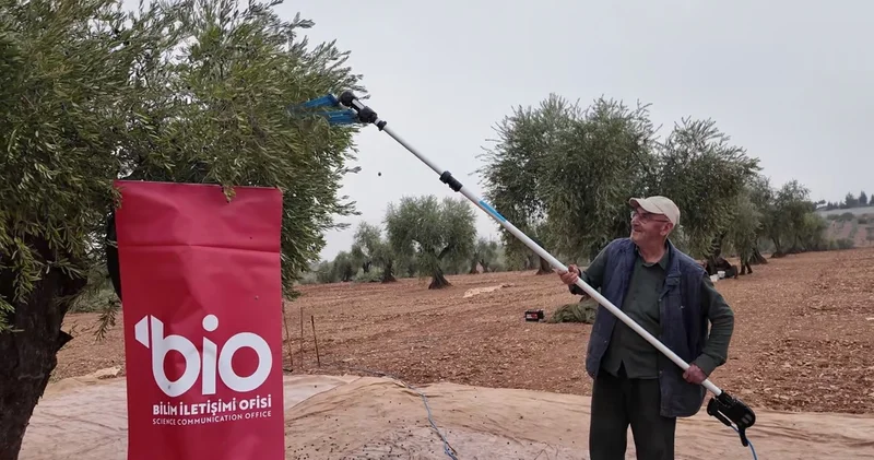 Bilim tarlaya indi! Kilis 7 Aralık Üniversitesi nden köylüye uygulamalı zeytin hasadı eğitimi