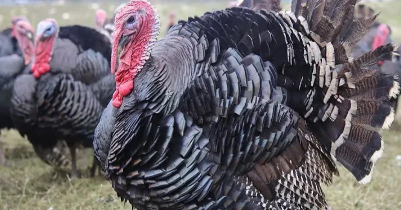 Yılbaşı öncesi hindiye talep arttı