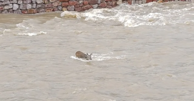 Çaya düşen karaca kurtarıldı Kastamonu Haberleri