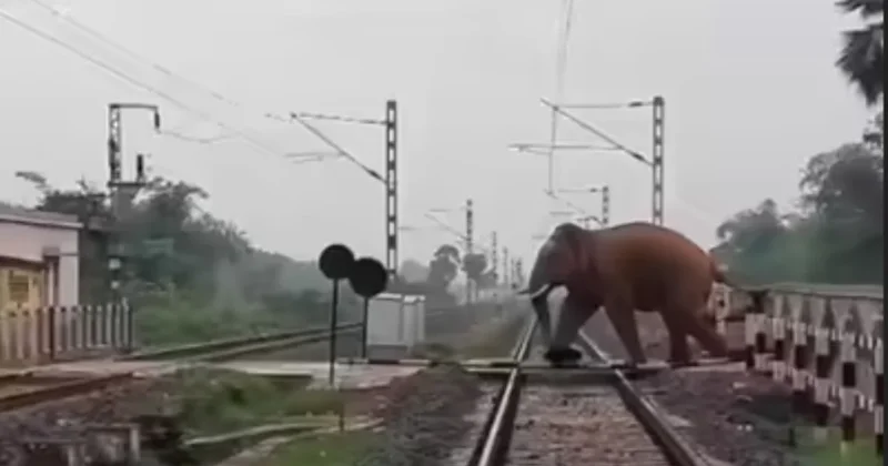Hızlı tren fil sürüsüyle çarpıştı: Vagonlar raydan çıktı Sözcü Gazetesi