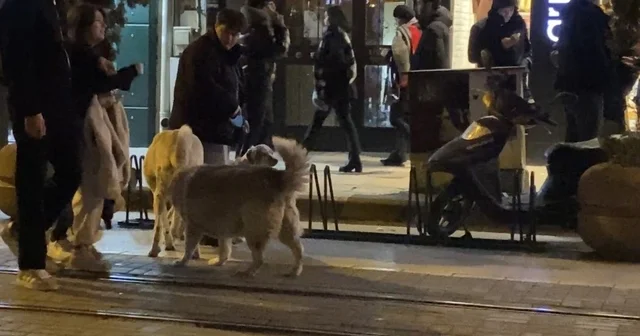 Evcil hayvanıyla yürürken sokak köpeklerinin arasında kaldı Eskişehir Haberleri