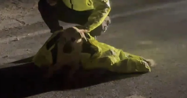 Polis, yaralı köpeğin üstünü kendi montuyla örttü Hatay Haberleri