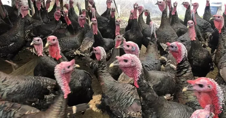 Türkiye’de tüketilen hindi miktarı belli oldu! Şaşırtan rakam