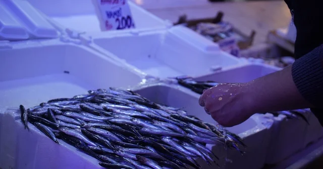 Hamsi zirvedeki yerini istavrite bıraktı Sakarya Haberleri