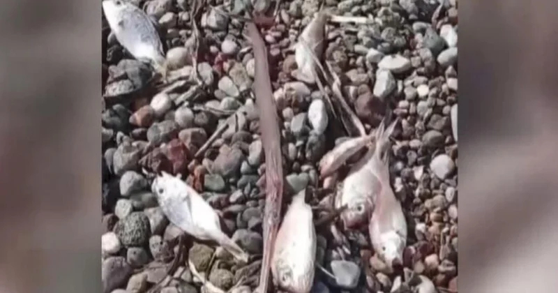 Muğla da ölü balıklar kıyıya vurdu