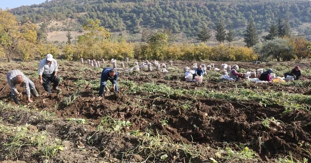 Kuraklık nedeniyle verimin yarı yarıya düştüğü tatlı patateste son hasat yapıldı Hatay Haberleri