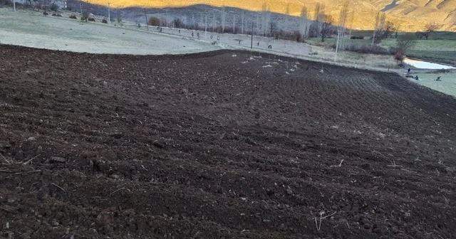 Arpalar kar yağmadan toprakla buluşuyor Şırnak Haberleri