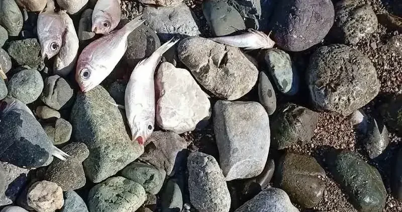 Muğla da kıyıya vuran ölü balıklar tedirginliğe yol açtı Gündem Haberleri