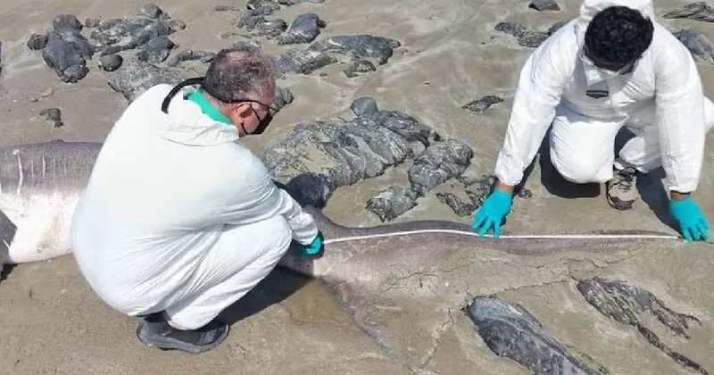 Nadir görülen 4,5 metrelik dev canavar sahile vurdu Sözcü Gazetesi