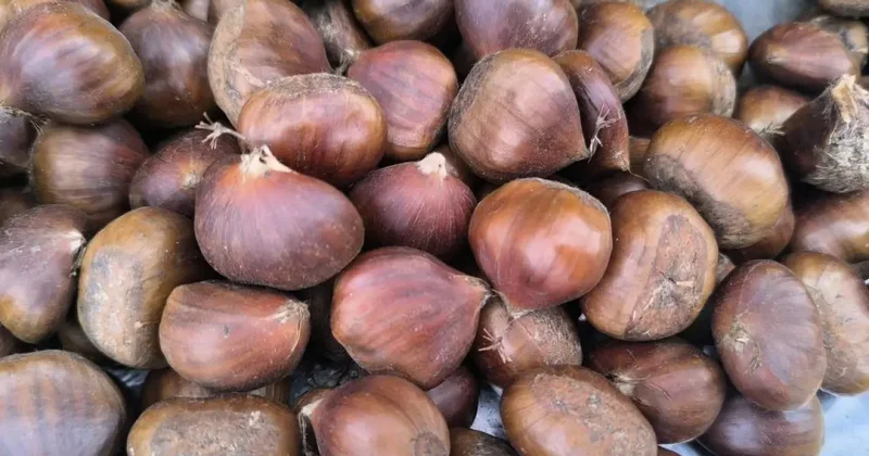 Kış sofralarının vazgeçilmezi! Kestane, fiyatıyla yüzleri güldürüyor