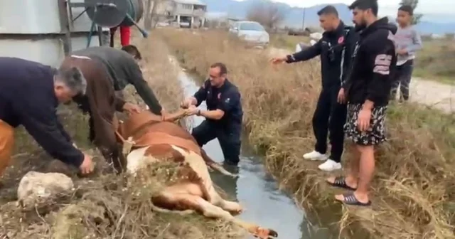 Su kanalına düşen inek itfaiyenin 1 saatlik çalışmasıyla kurtarıldı Antalya Haberleri