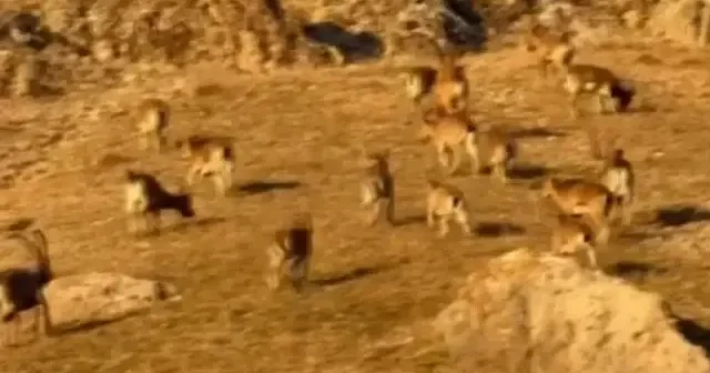 Tarihi Palu kalesinde dağ keçileri görüldü VİDEO İZLE