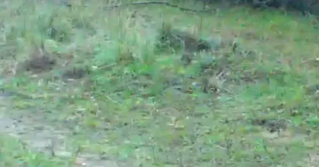 Fotokapanına takılan iki tavşan gülümsetti Edirne Haberleri