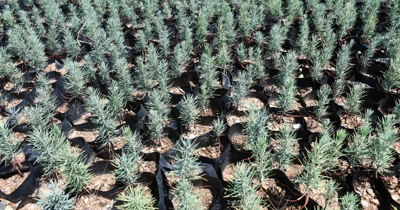 Gabar petrol sahasına yeşil dokunuş: 100 bin fidan toprakla buluşacak