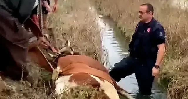 Antalya da su kanalına düşen inek itfaiye tarafından kurtarıldı VİDEO İZLE