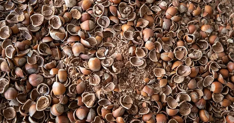 4 liralık fındık kabuğu 10 dolarlık ürün oluyor! Türkiye bir ilke imza attı