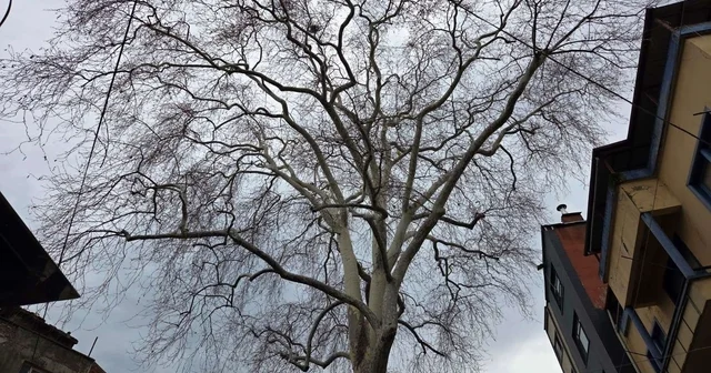 Samsun un koruma altındaki 11 çınarından biri 160 yıldır dimdik ayakta Samsun Haberleri