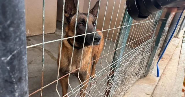 OMÜ tarafından yetiştirilen görev köpeği Pars, şehrin güvenliğinde görev alacak Samsun Haberleri