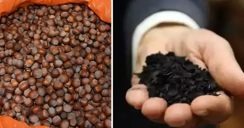 Fındık kabuğu aktif karbona dönüşerek birçok sektöre ham madde olacak Ekonomi Haberleri