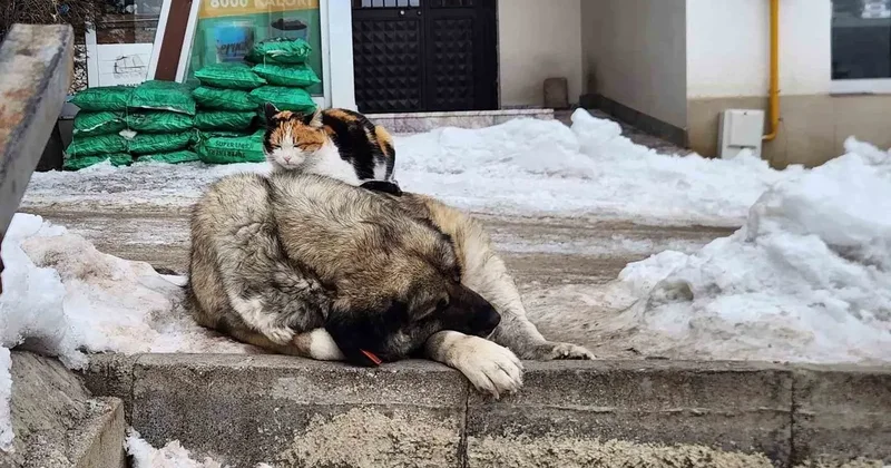 Tunceli’de kedi ile köpeğin dostluğu içleri ısıttı
