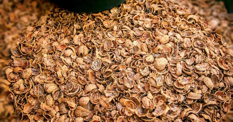 Ceviz kabuğunun içine saklanan ve bilinmeyen mucize: Çöpe atanlar bin pişman Sözcü Gazetesi