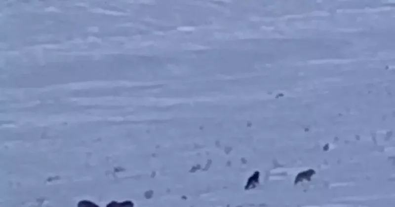 Karayazı’da gündüz vakti kurt saldırısı: Yavru köpek telef oldu