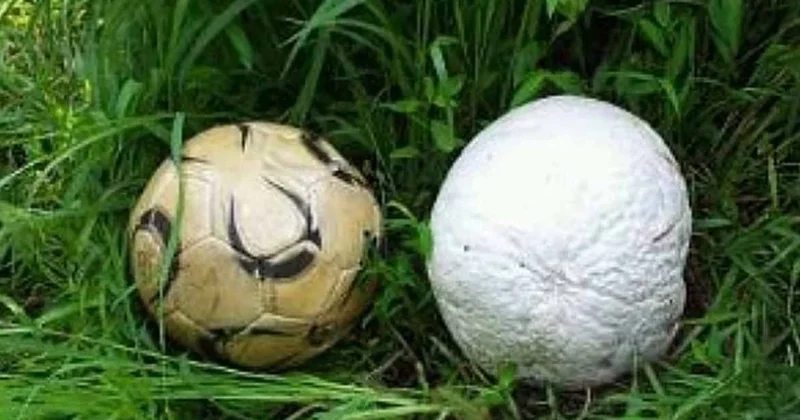 Odun toplamaya gitti, milyonluk mantar buldu Sözcü Gazetesi