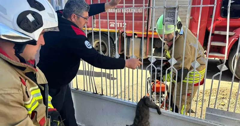 Kapı korkuluğuna sıkışan kediyi itfaiye kurtardı
