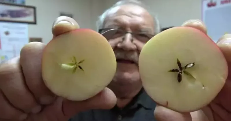 Bu elma yok satıyor! Onun adı misket