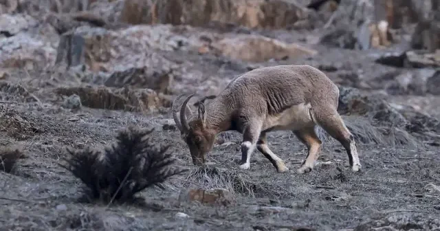 Hakkari’de yaban keçileri sürü halinde görüntülendi VİDEO İZLE